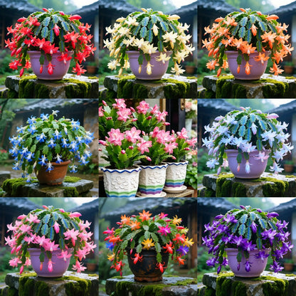 🌈🦀Mix Colors Schlumbergera Bulbs– Easy-Care Blooms in Every Shade, Even in Winter ❄️