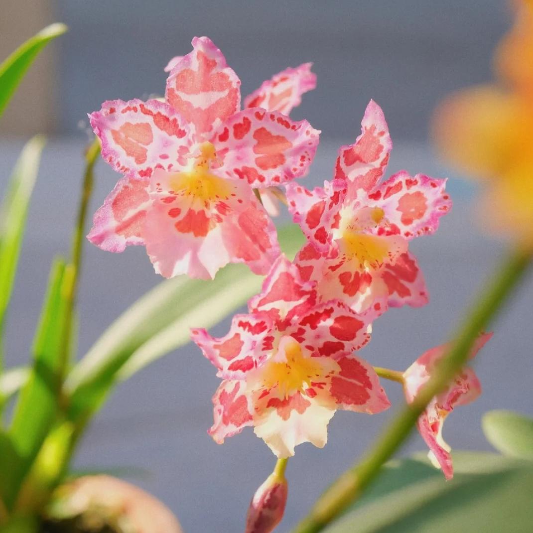 🌺Last Day 50% OFF🌸Leopard Gemstone Orchid - Beautiful and Unique