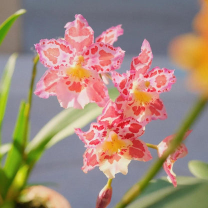 🌺Last Day 50% OFF🌸Leopard Gemstone Orchid - Beautiful and Unique