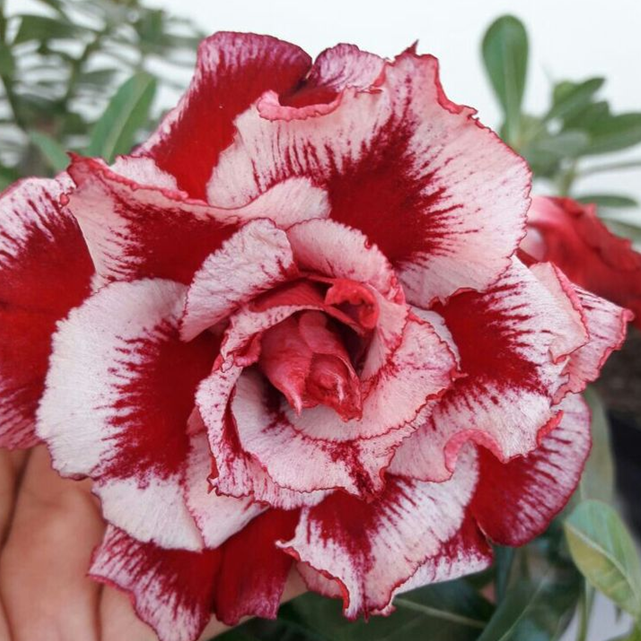 🌸Adenium Desert Rose -No green thumb needed! 🌵 Rare Adenium Obesum Bulbs🌹