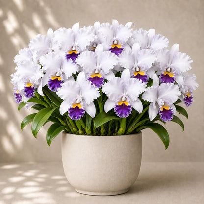 💐 Cattleya Divisions — Queen of Orchids 🪴 Fragrant Large‑Bloom Orchid