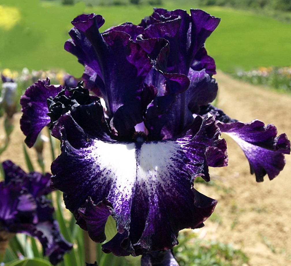 ‎⚘ ﹏Tall Bearded Iris with Bold, Elegant Blooms