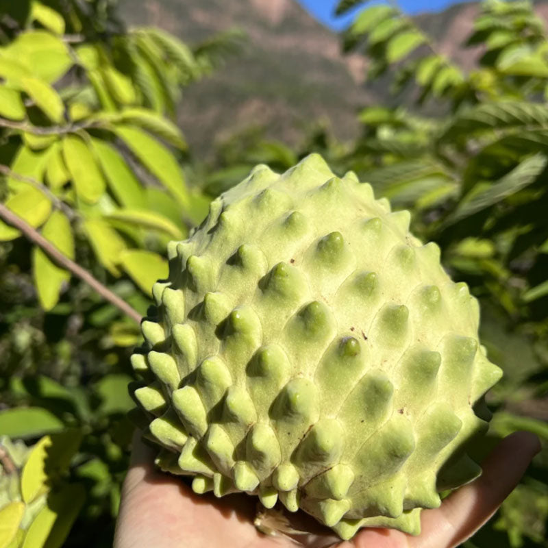 🍈 Premium Sugar Apple Bulbs – Grow Sweet Tropical Fruit At Home