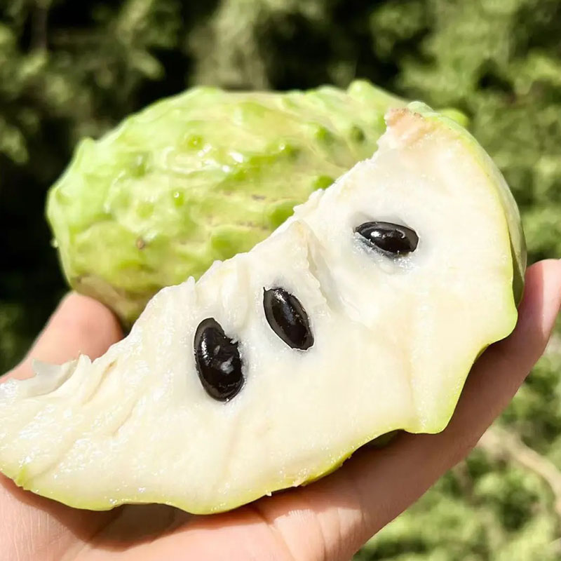 🍈 Premium Sugar Apple Bulbs – Grow Sweet Tropical Fruit At Home