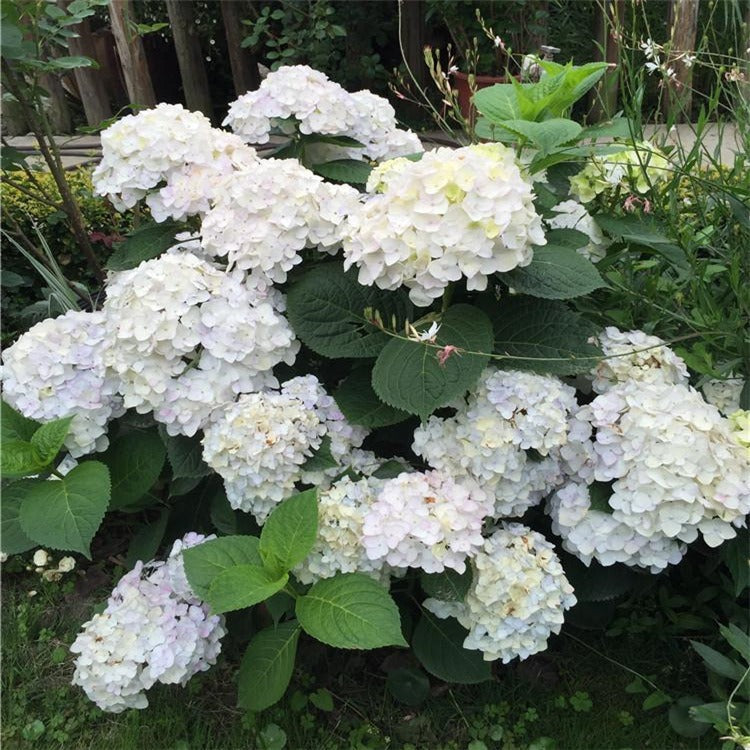 Hydrangea Seeds – Grow Full, Easy Blooms for Your Garden