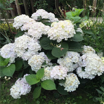Hydrangea Seeds – Grow Full, Easy Blooms for Your Garden