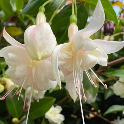 🌱Fuchsia Hybrida Voss bulbs –🌺Exotic Colorful Flowers That Thrive Easily！