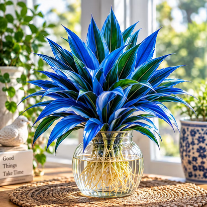 🤗🌿 Rare Colorful Water Plant Bulbs – No Soil Needed, Easy to Grow🌱❤️