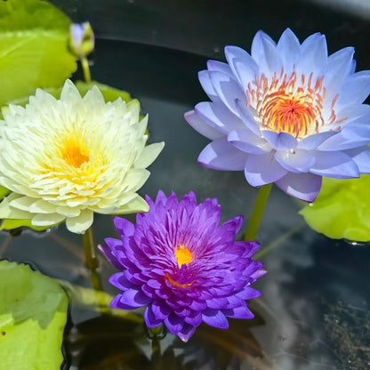 ✨🪷 Water Lilies: Transform Your Water Garden into a Living Masterpiece