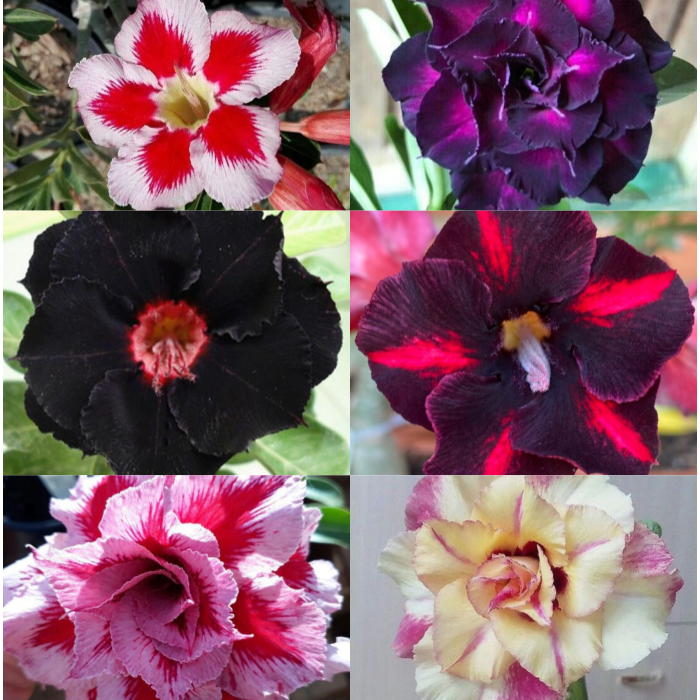 🌸Adenium Desert Rose -No green thumb needed! 🌵 Rare Adenium Obesum Bulbs🌹