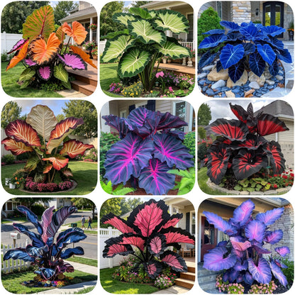 🔥 Premium Giant Caladium Bulbs 🌿🌈 Easy Care & Cold Hardy &Giant Leaves