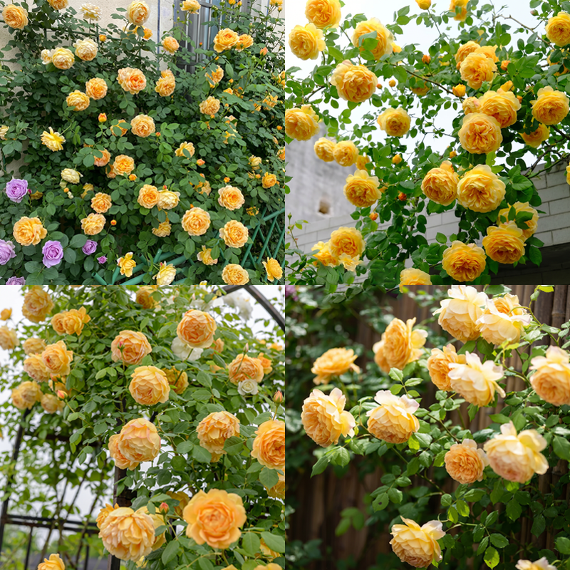 🌈 Premium Climbing Roses Bulbs 🌹 Fast Growing, Easy Care & Highly Fragrant ✨ Perfect for Any Garden