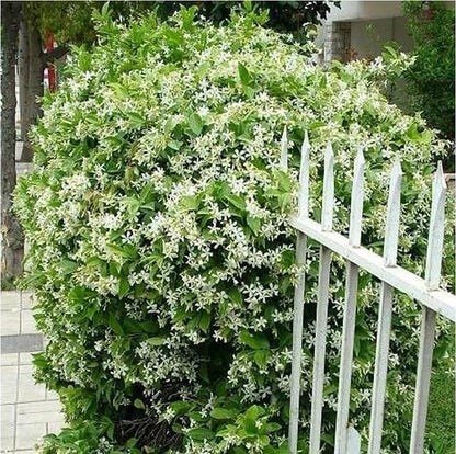 🏆 50K+ SOLD! 🌿❄️ FrostCharm Jasmine Seeds – Winter Planting, Perennial Blooms & Fragrant Garden Elegance 🌸