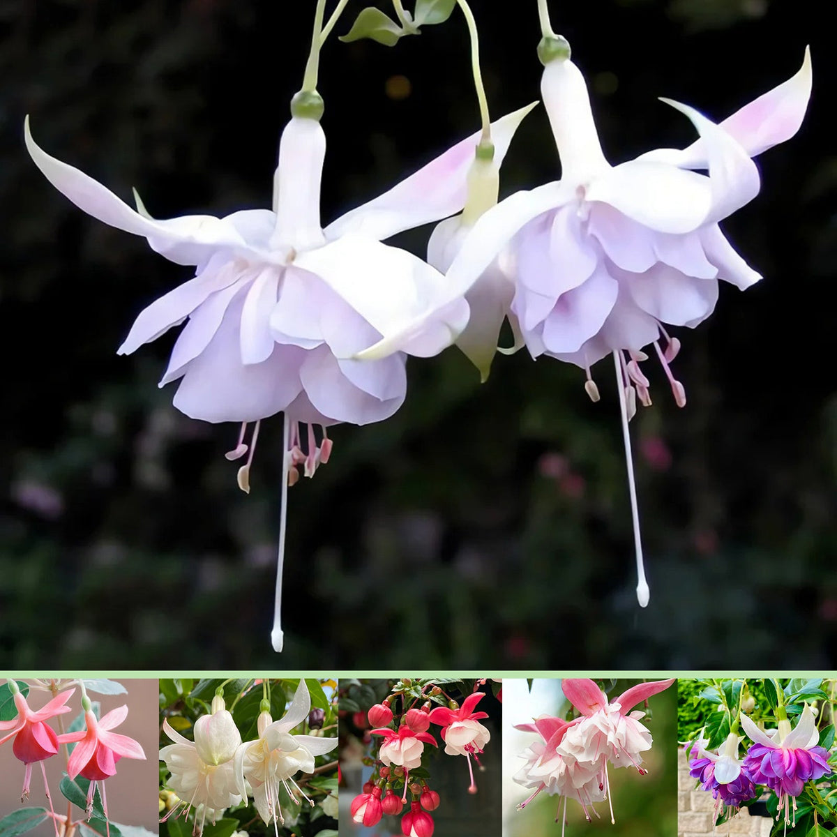 🌱Fuchsia Hybrida Voss bulbs –🌺Exotic Colorful Flowers That Thrive Easily！