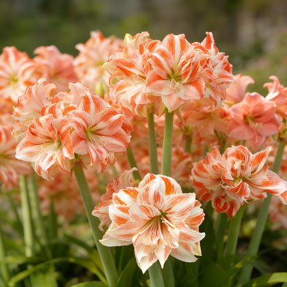 🌺 Giant Double Perfume Amaryllis Bulbs ✨ Fragrant Showy Blooms