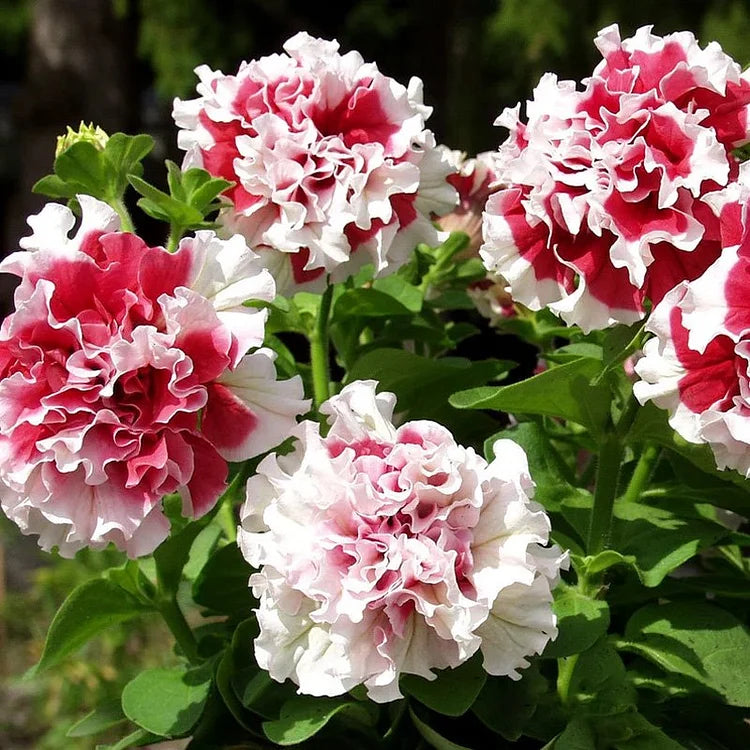 Double Pirouette Petunia Seeds (Red & Salmon) – Award-Winning Ruffled Bicolor Blooms for Hanging Baskets & Containers
