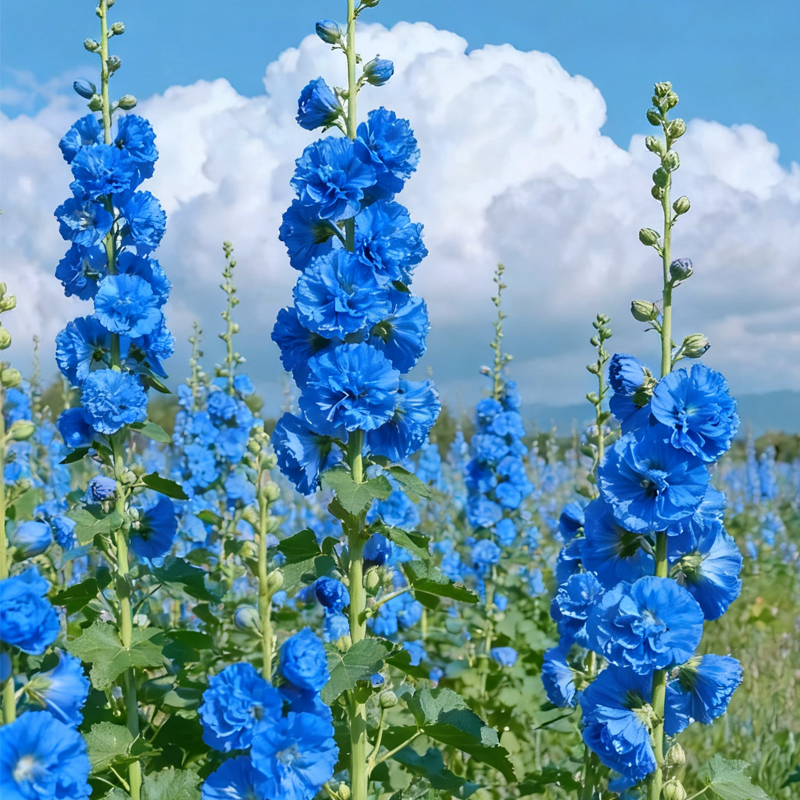🌸 Hollyhock Seeds 🌱 Easy to Grow, Towering Blooms All Season