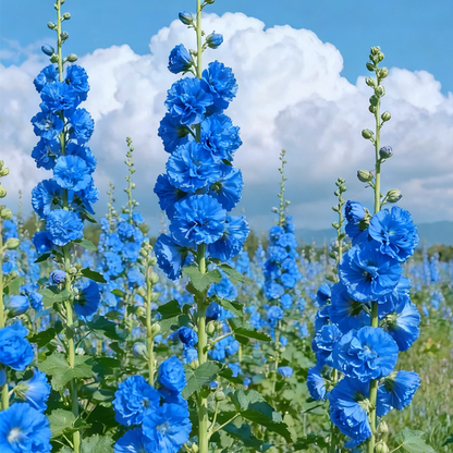 🌸 Hollyhock Seeds 🌱 Easy to Grow, Towering Blooms All Season