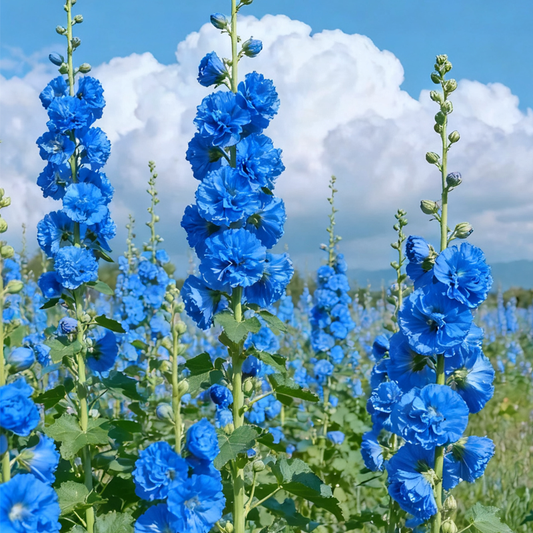 🌸 Hollyhock Seeds 🌱 Easy to Grow, Towering Blooms All Season
