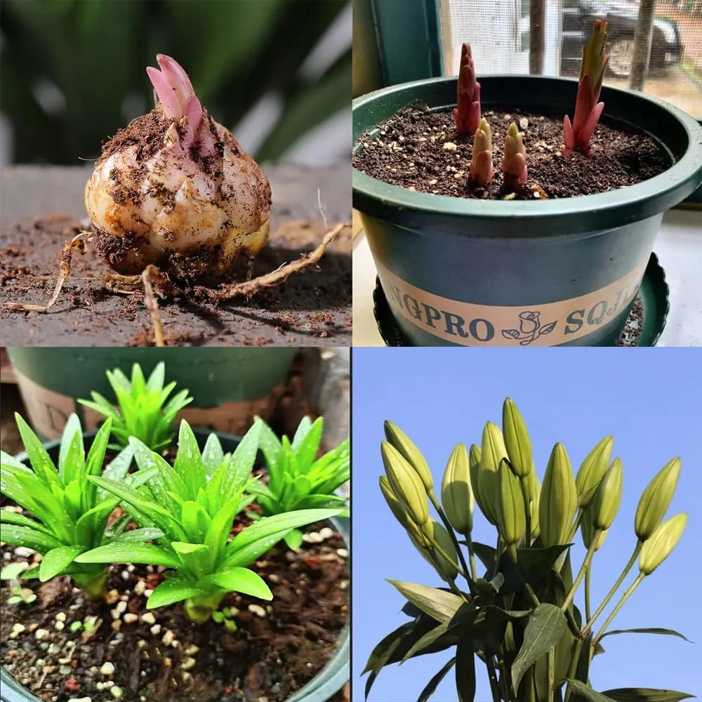 🌸 Premium Lily Bulbs – Fragrant Perennial Blooms for Gardens & Containers