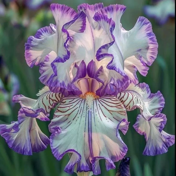 Rare Iris Flower