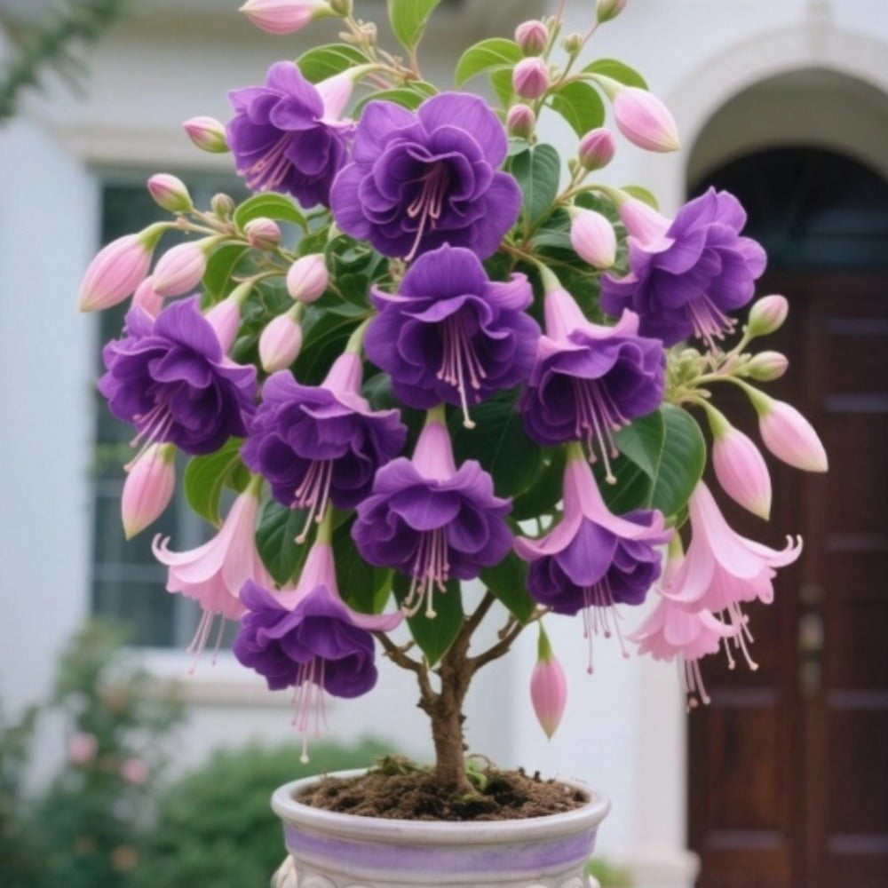 𐙚🎐Transform shaded areas with double fuchsia plants featuring rich color and flowing, elegant blooms🪄