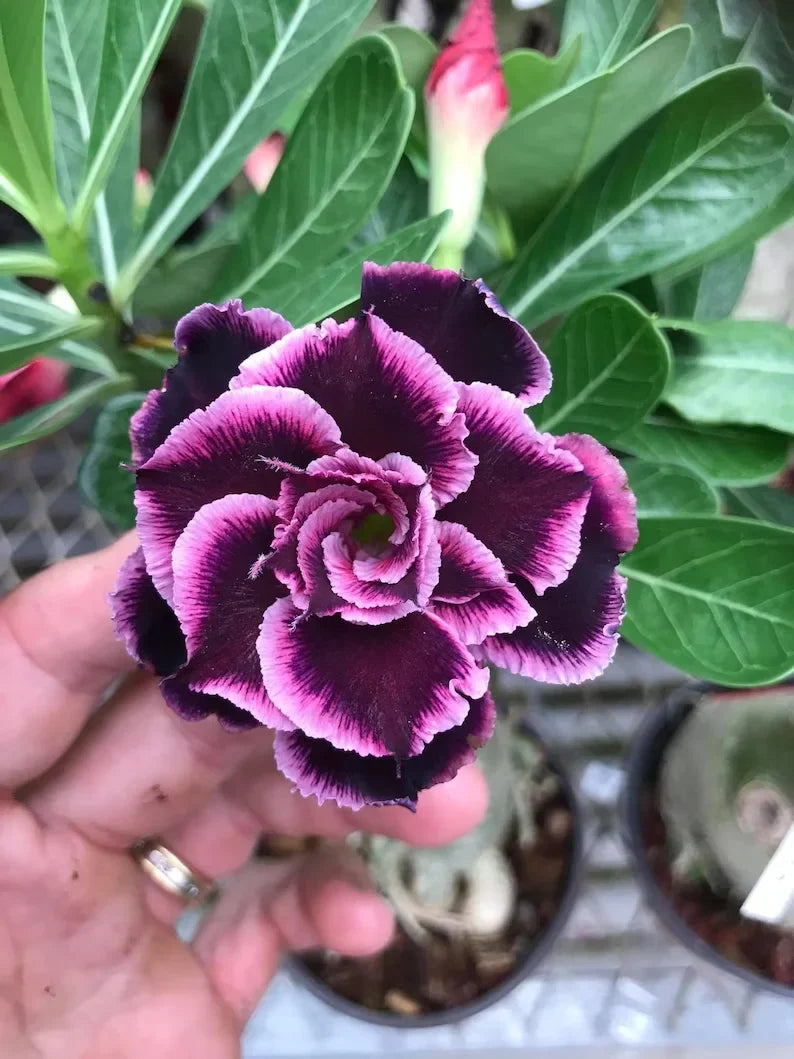 🌸Adenium Desert Rose -No green thumb needed! 🌵 Rare Adenium Obesum Bulbs🌹