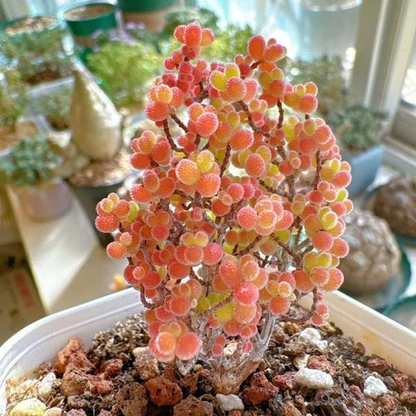🌱🍬Sweet Citrus Succulent Seeds | Unique Candy-Like Mini Plants🌸