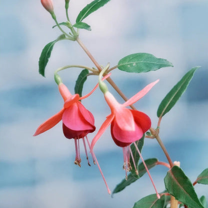🌱Fuchsia Hybrida Voss bulbs –🌺Exotic Colorful Flowers That Thrive Easily！