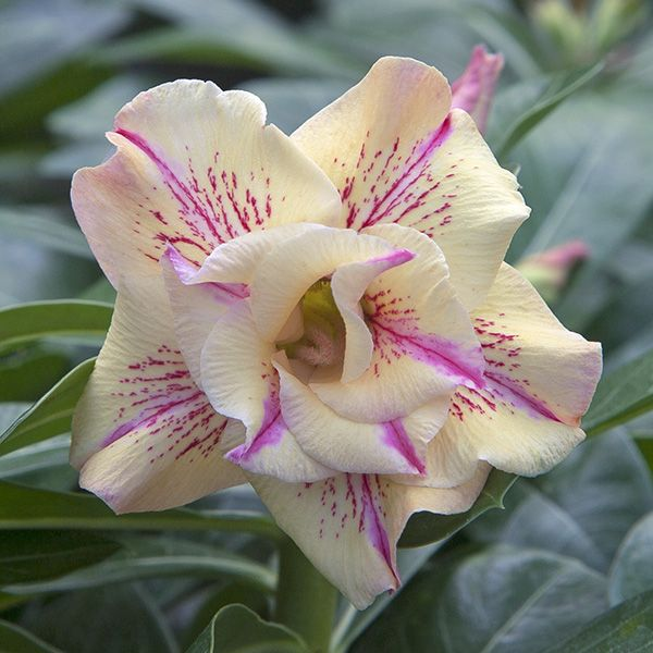 🏠🤗Desert Rose Bulbs💥Heat Resistant & Super Easy Care🌹🌵