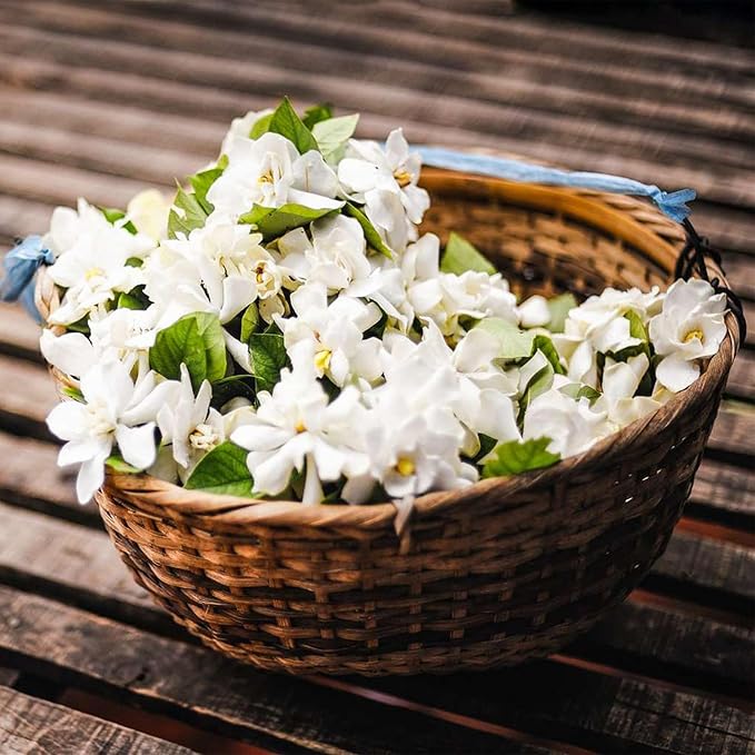 🏆 50K+ SOLD! 🌿❄️ FrostCharm Jasmine Seeds – Winter Planting, Perennial Blooms & Fragrant Garden Elegance 🌸