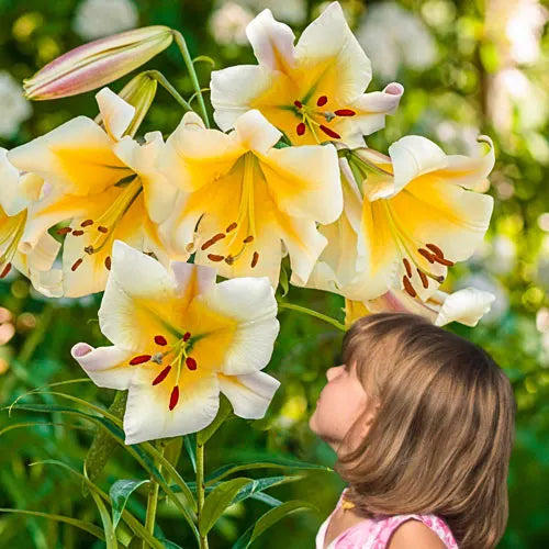 🌸 Premium Lily Bulbs – Fragrant Perennial Blooms for Gardens & Containers