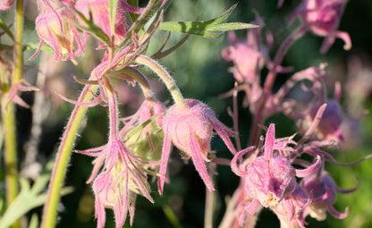 ˃̶͈🍧˂̶͈ Prairie Smoke Flower Seeds🌿Sweet Plants