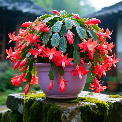 🌈🦀Mix Colors Schlumbergera Bulbs– Easy-Care Blooms in Every Shade, Even in Winter ❄️