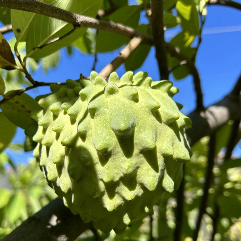 🍈 Premium Sugar Apple Bulbs – Grow Sweet Tropical Fruit At Home