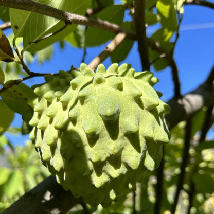 🍈 Premium Sugar Apple Bulbs – Grow Sweet Tropical Fruit At Home