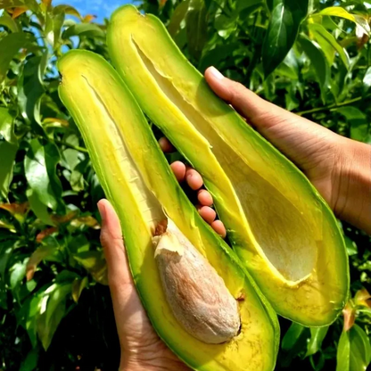 🍴 😍From Mini to Long-Neck🥑 Discover Extraordinary Avocados