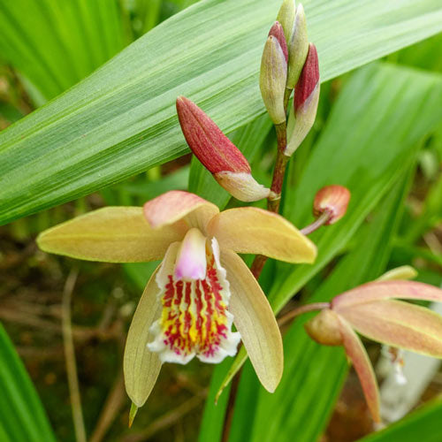 🌺Last Day 50% OFF🌸Penway Sunset Hardy Chinese Ground Orchid