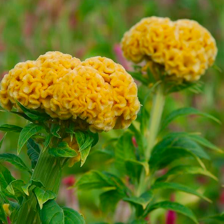 💮🌱Cockscomb Celosia Seeds