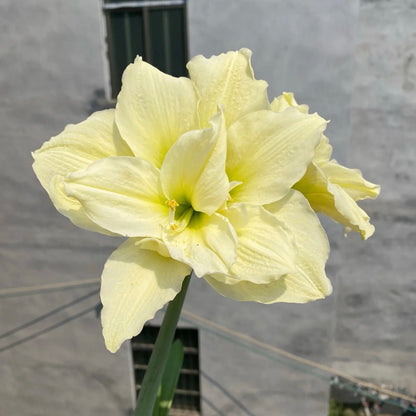 ꙳⋆🫧Giant Double-Flowered Amaryllis Bulbs – Spectacular Blooms This Season!🌼