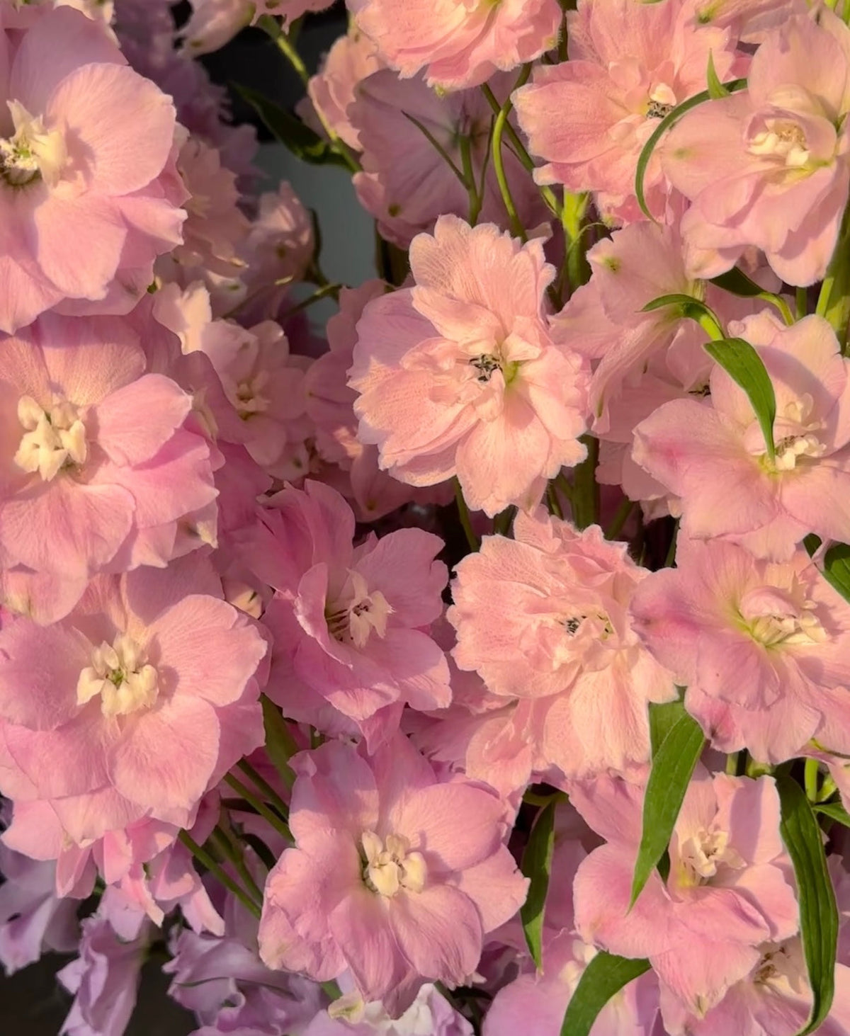 💙Grow Tall, Elegant Delphinium Flowers for a Dreamy Cottage Garden