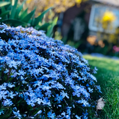 💐Creeping Phlox Seeds✨Vibrant Tapestry of Color