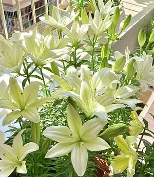 🌸 Double-Petaled Bicolor Lily Bulbs – Beautiful Blooms with Sweet Fragrance