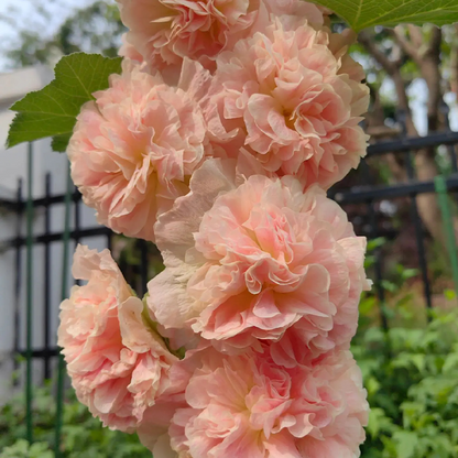 ⏰Don’t Miss Out🔥 Giant Double-Petaled Hollyhock 🌸 Large Flowers