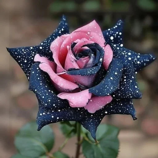 💙🌹Crushed Ice Blue Rose Seeds