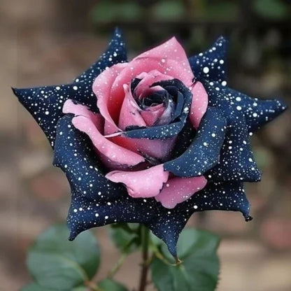 💙🌹Crushed Ice Blue Rose Seeds