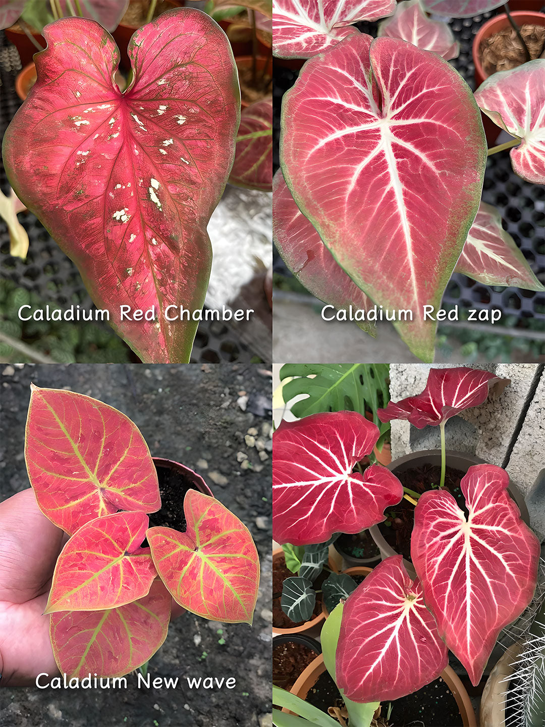 🌺Caladium Bulbs: The Easiest Way to Add Bold Color to Shady Spots