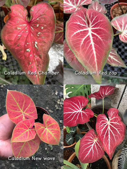 🌺Caladium Bulbs: The Easiest Way to Add Bold Color to Shady Spots