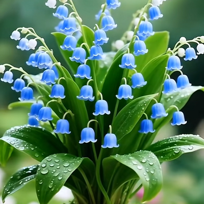 💐 Lily of the Valley – Bring Home Pure Happiness Today
