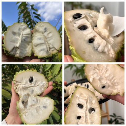 🍈 Premium Sugar Apple Bulbs – Grow Sweet Tropical Fruit At Home
